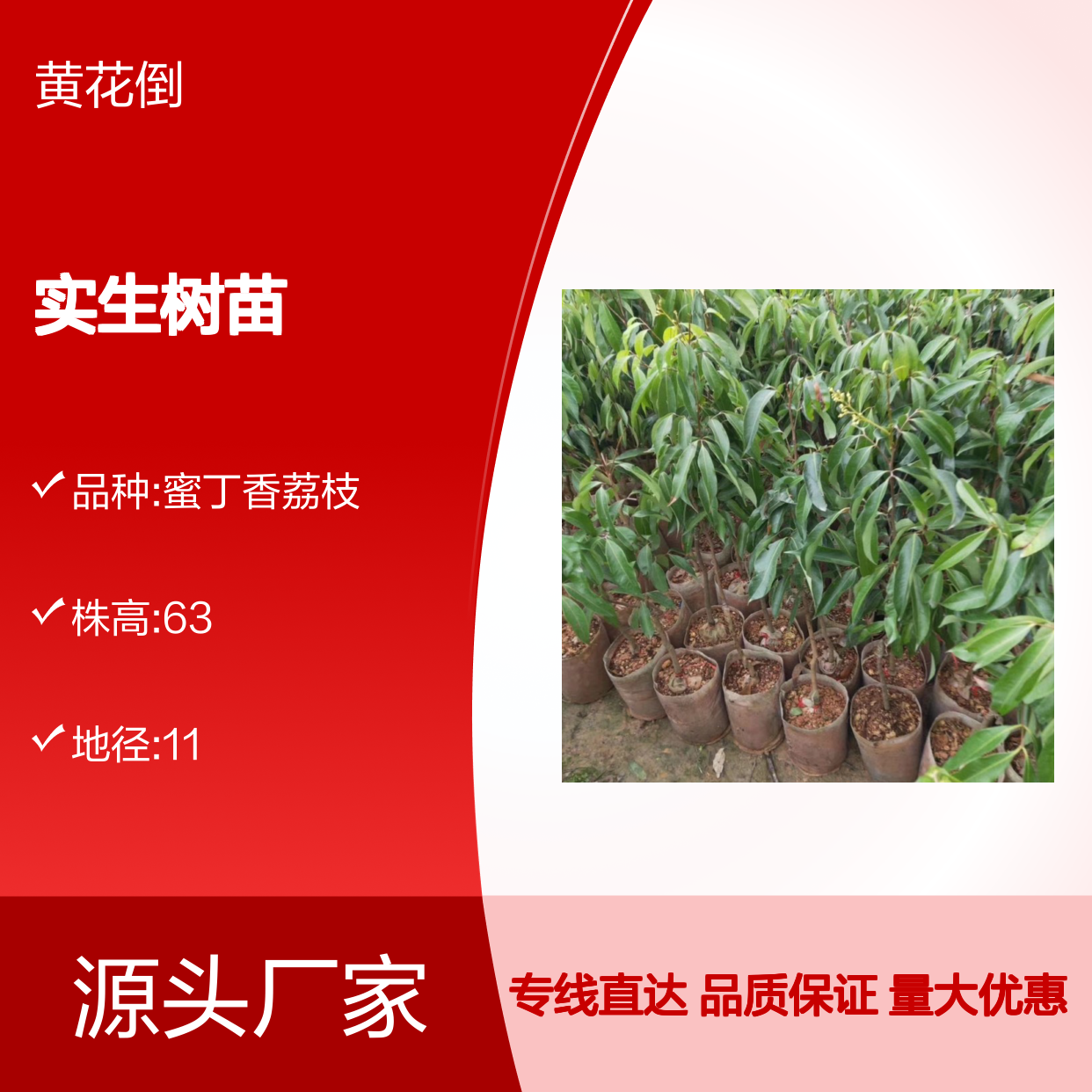 产地批发荔枝实生树苗 购买数量达到要求 全国专线车直达送货