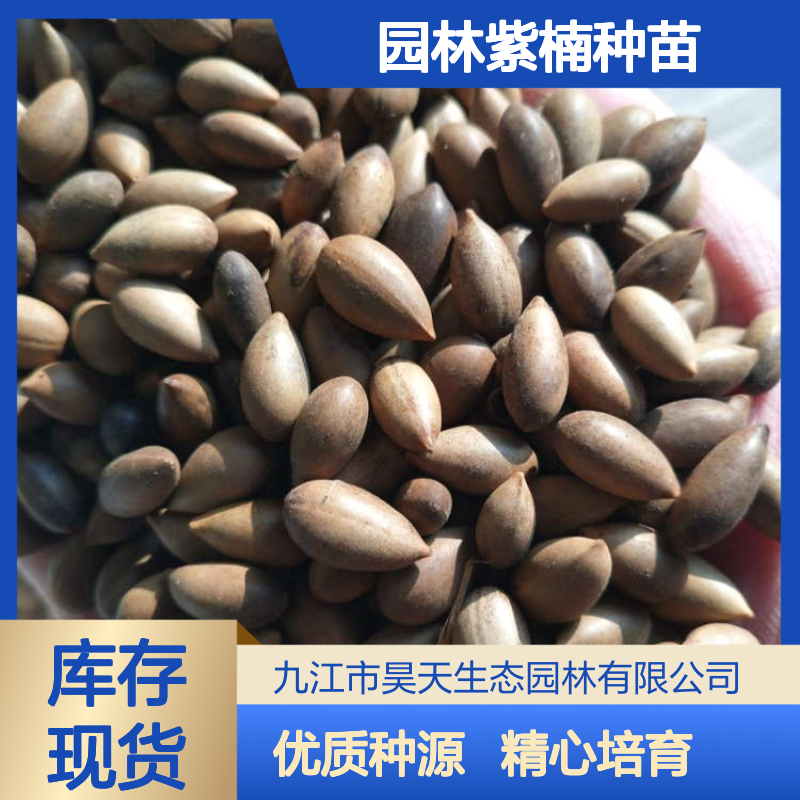 金丝楠系列 楠木种子 精选优质种源 昊天园林紫楠种苗基地