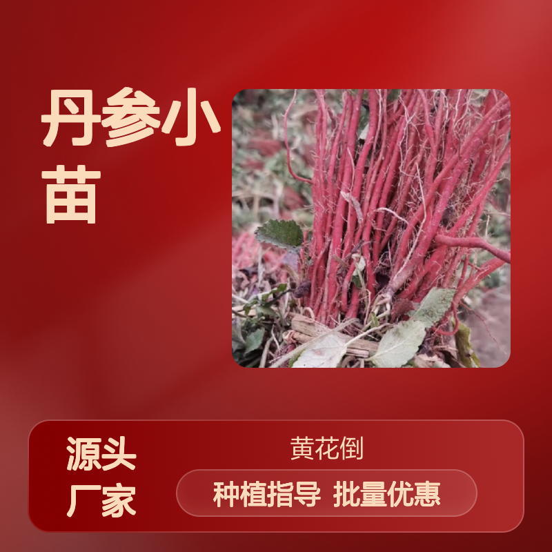 丹参小苗批发 种植基地直供 根部粗壮 药用价值