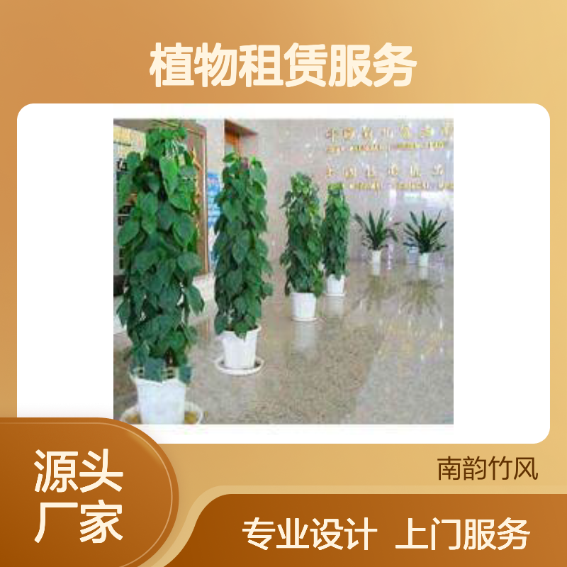 全方位植物租赁服务，满足各种场所需求 专业设计