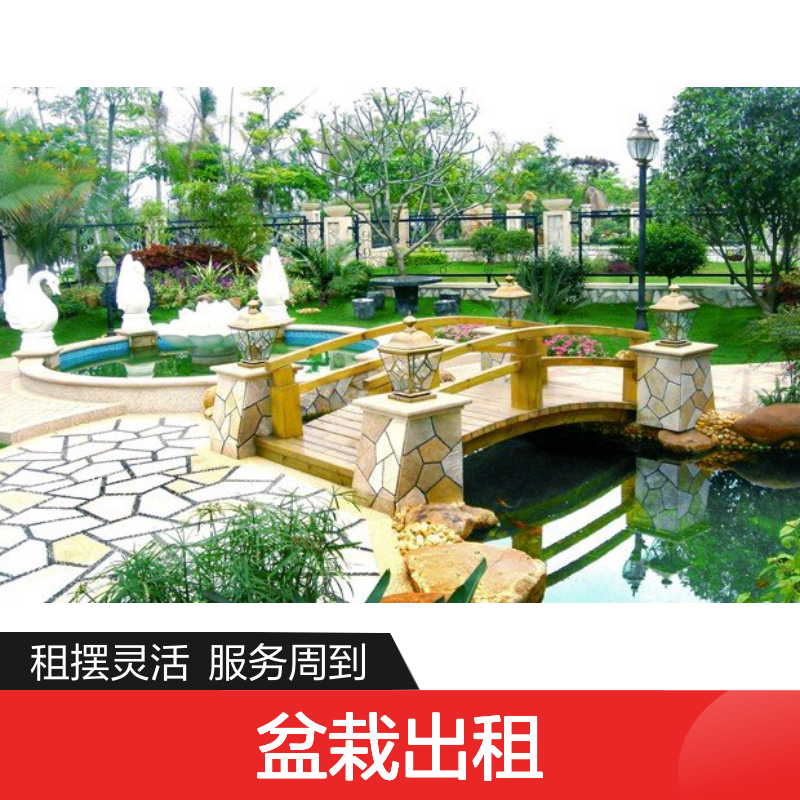 南韵竹风盆栽出租 服务全面 品种多样 养护省心