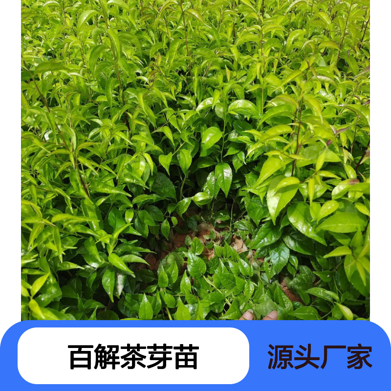 现挖百解茶芽苗 园林常绿灌木植物 品质优良 专业培育