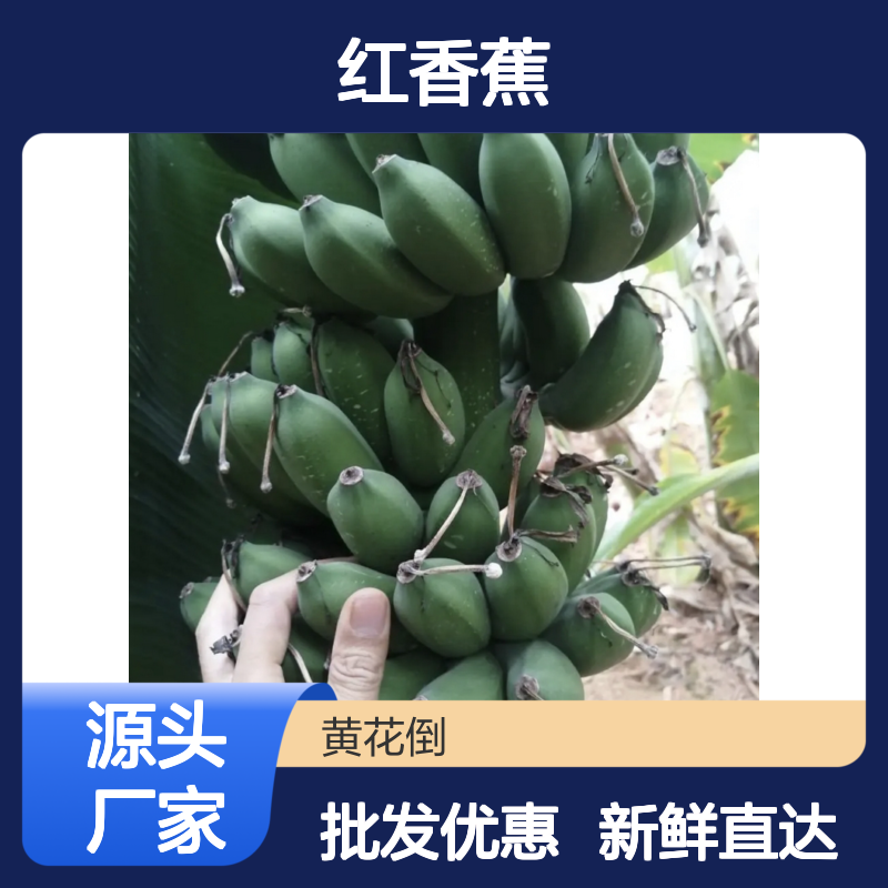 红香蕉种植基地 批发零售 香甜可口 产量丰富 品质上乘