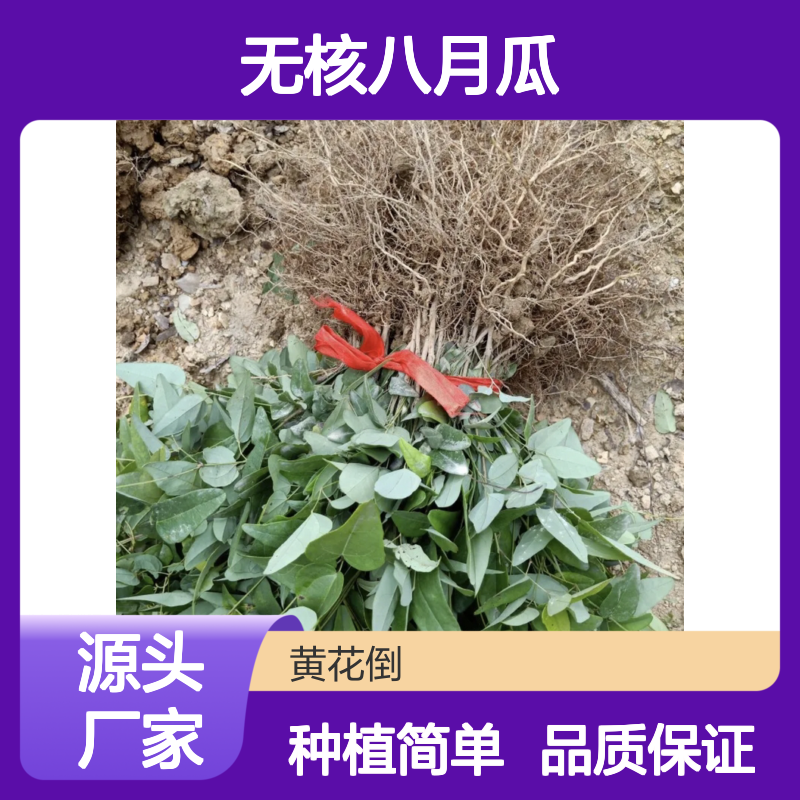 无核八月瓜果树苗木 批发种植 四季常绿 观叶赏花