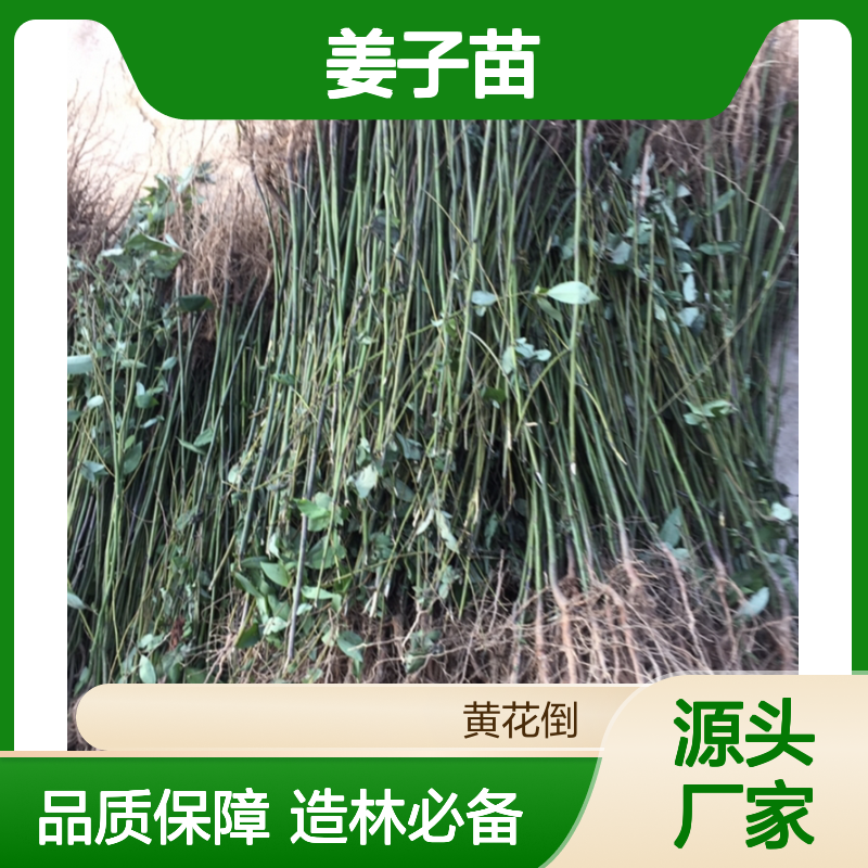 山姜子苗 落叶灌木 造林优选 芳香味浓 适应性强
