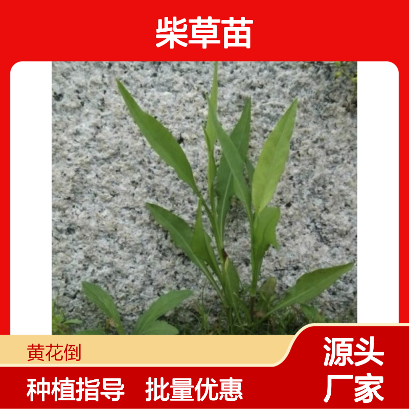 柴草百亩园 优质柴草苗 基地直供 种植专业 管理科学