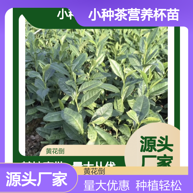 正山小种茶营养杯苗 基地直批 种植无忧 价格实惠