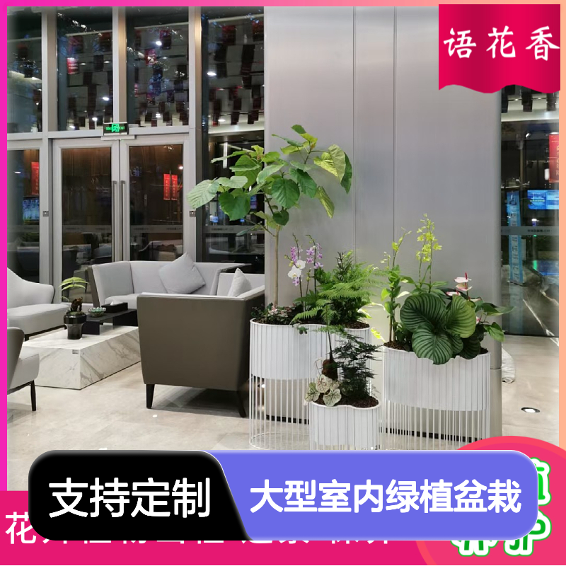 大型室内绿植盆栽 虎皮兰组合 定制服务免费送货上门
