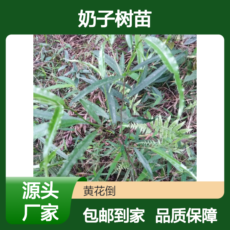 精选羊奶子树苗 规格齐全 现挖现发 成活率高 易于栽种