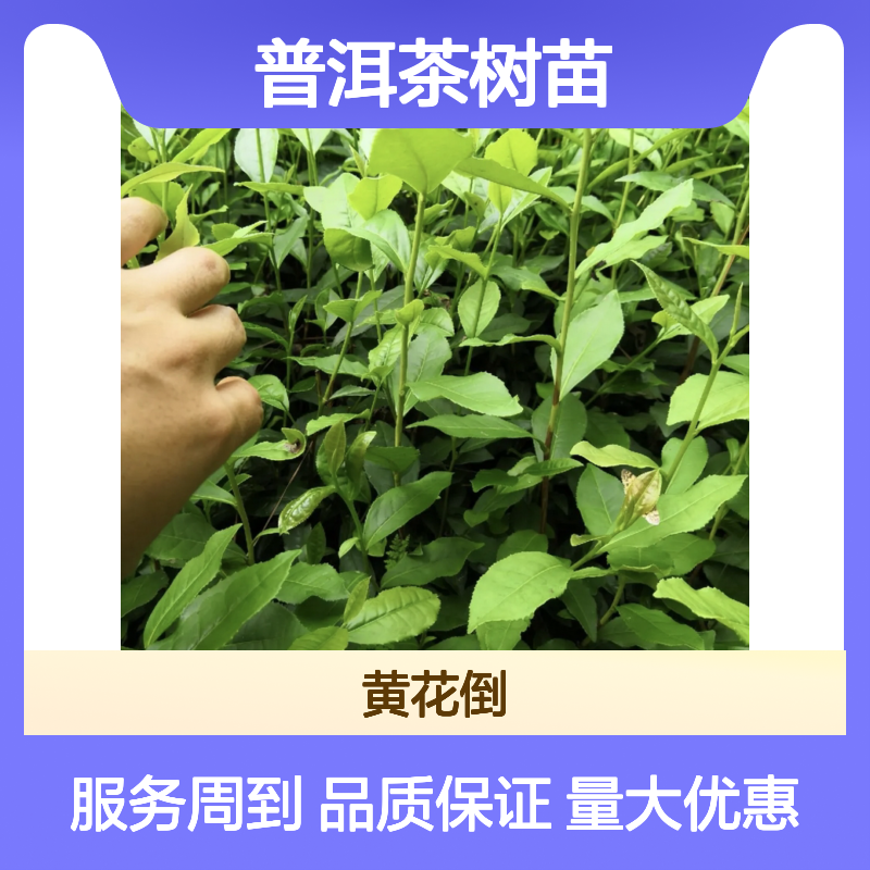 普洱茶种植区优质普洱茶树苗 批发供应 成活率高