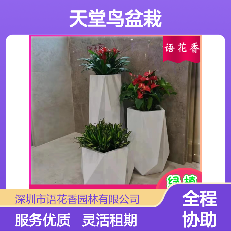 天堂鸟盆栽 绿植租赁维护 打造有氧办公生活环境