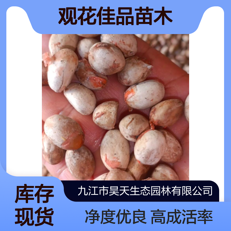 昊天园林 伯乐树种子 90%成活率 99%净度 露地栽培观花佳品苗木