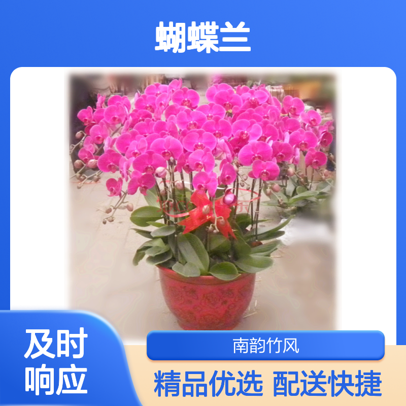 蝴蝶兰盆栽带花苞客厅室内开业乔迁鲜花高端植物兰花深 圳同城配送
