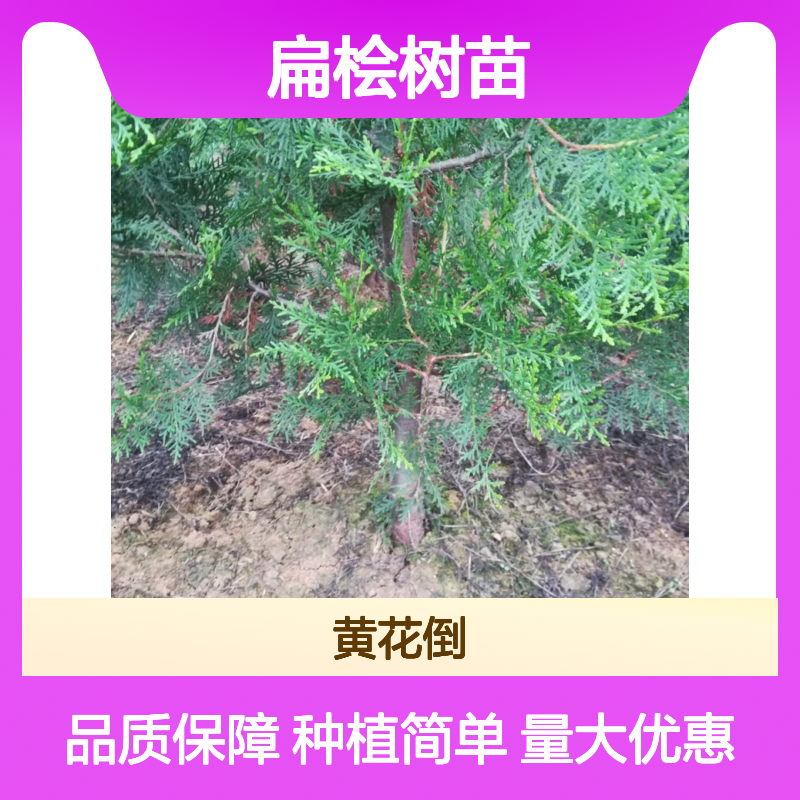 扁桧树苗 园林绿植 常绿灌木 耐寒性强 易种易活