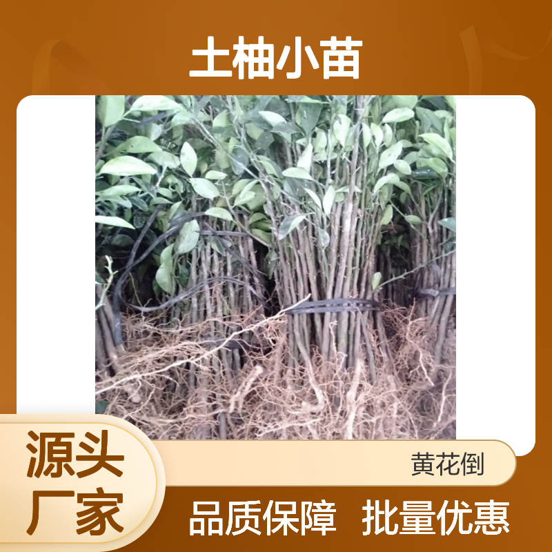 精选土柚小苗 基地直供批发 品质优良 生长旺盛