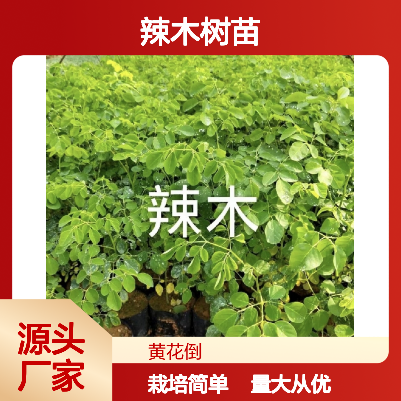 辣木树苗 百亩种植区直供 园林植物优选 发芽率高