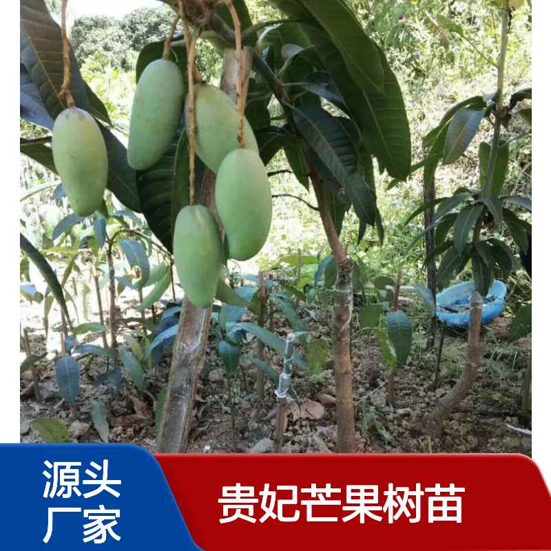 优质贵妃芒果树苗 种植园出品 抗病抗虫 枝多叶茂