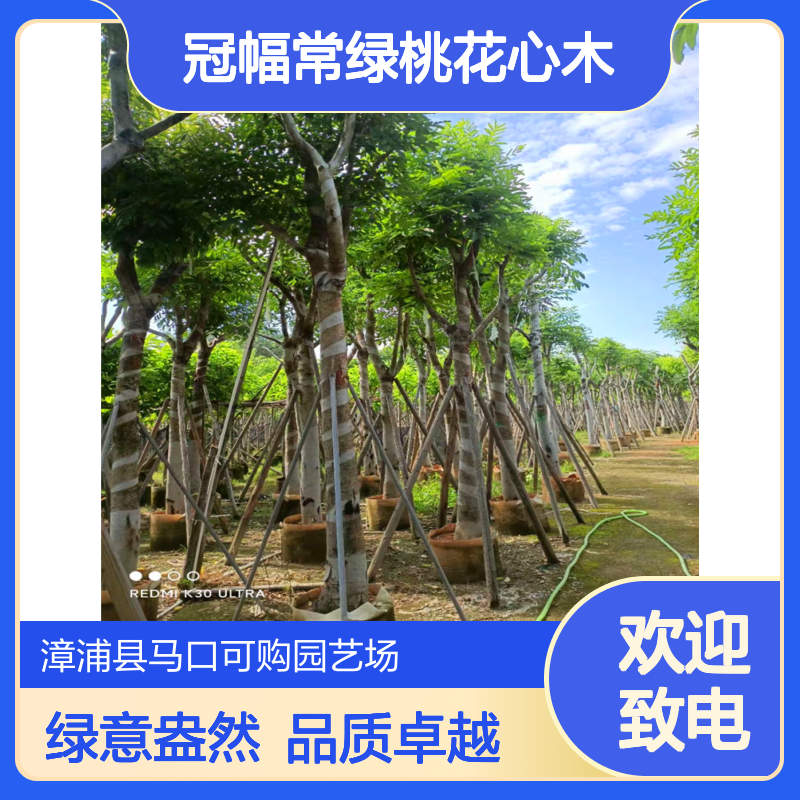 可购品牌4年树龄全冠300cm冠幅常绿桃花心木 观叶乔木绿化工程优选