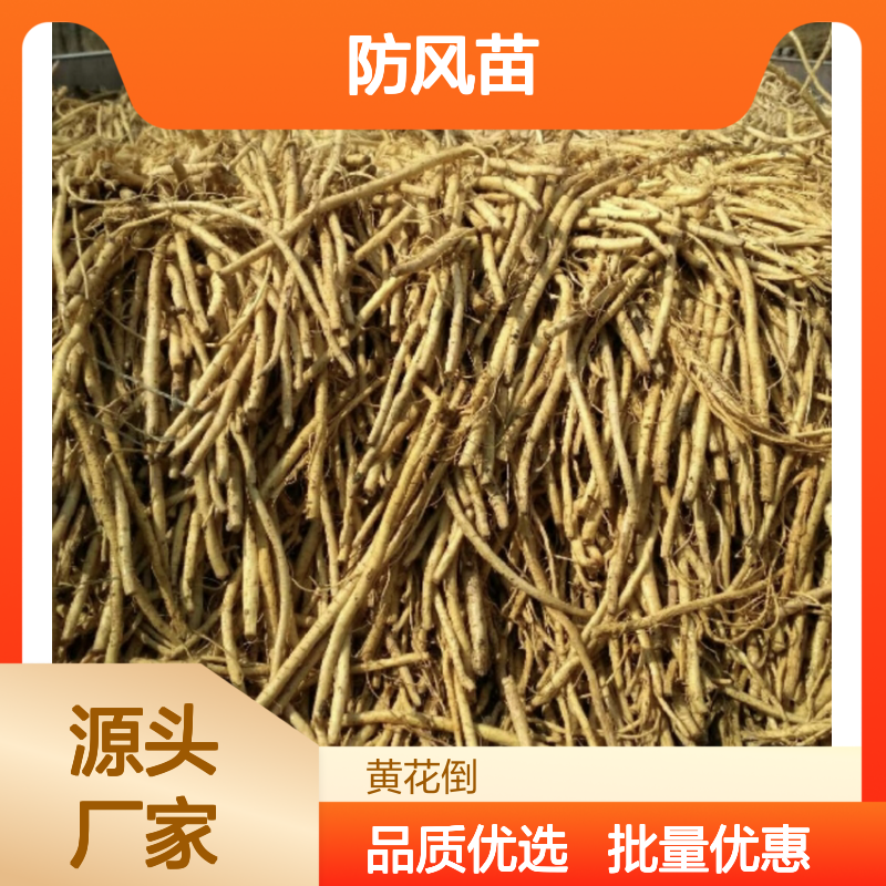 精选防风苗 耐寒耐旱易种植 基地直供 高产稳产