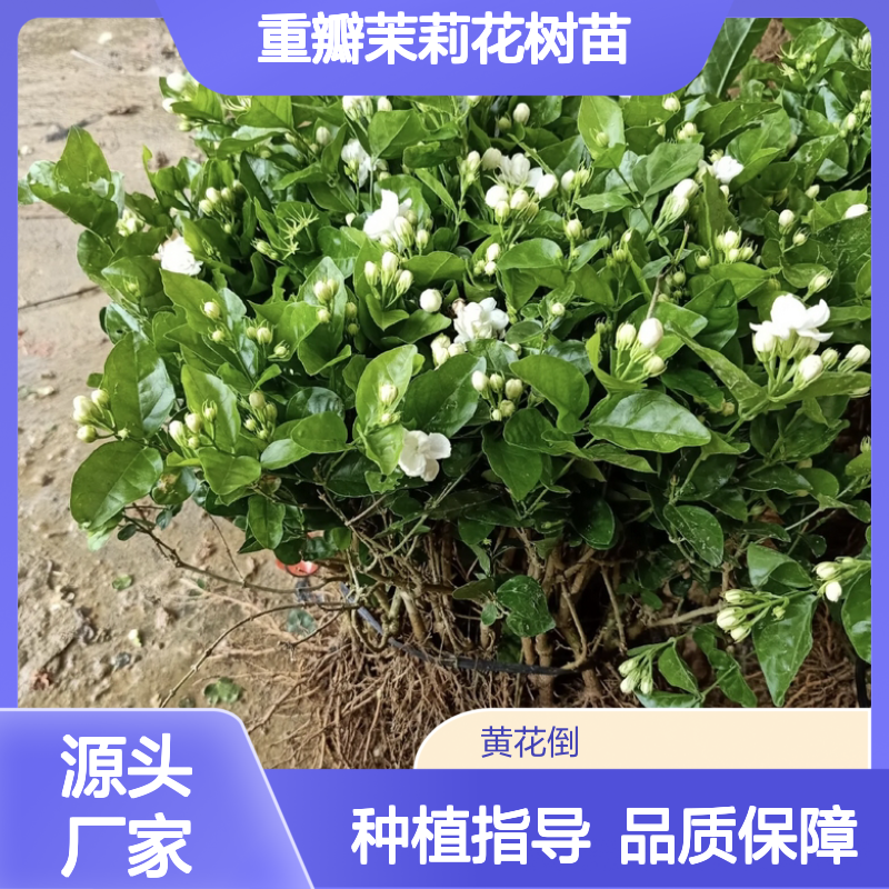 重瓣茉莉花树苗 花卉种植区专供 管理简单 生长迅速
