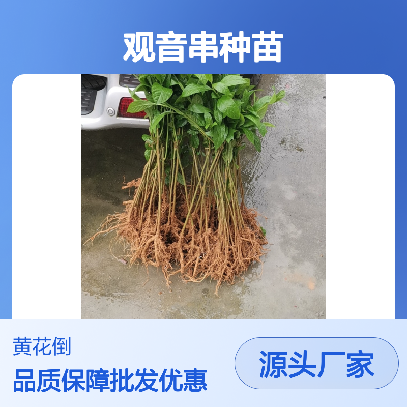黄花倒水莲种苗 观赏药用兼备 树型洒脱 枝叶繁茂