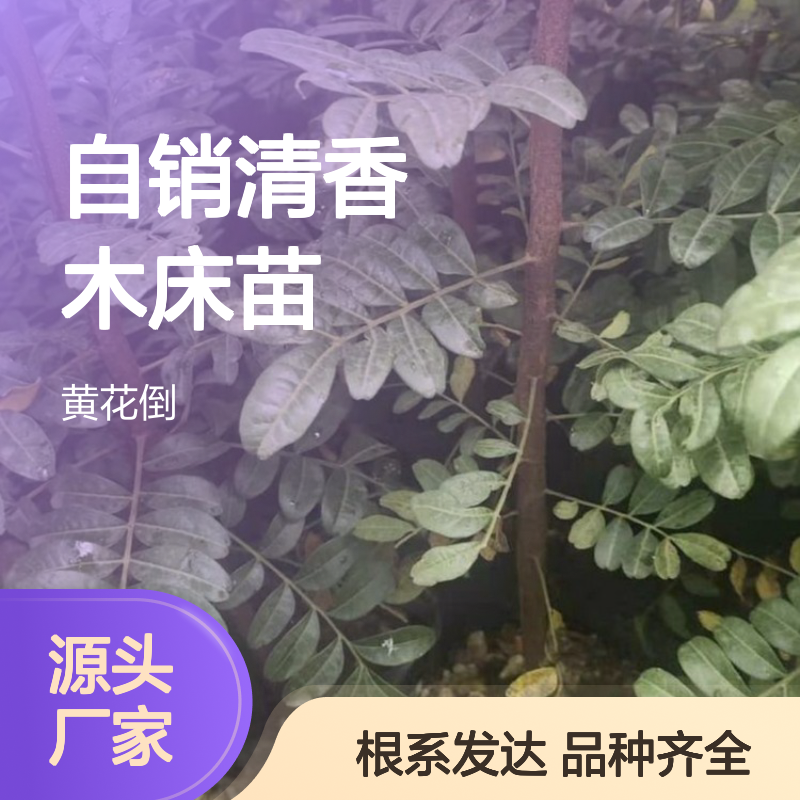 自产自销清香木床苗 品种齐全质量保证 根系发达种植好管理