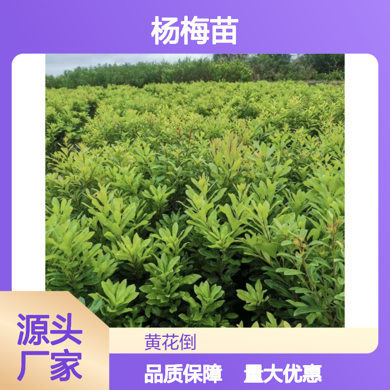 杨梅苗直生苗 种植成本低 荒山农田可种 品质优良