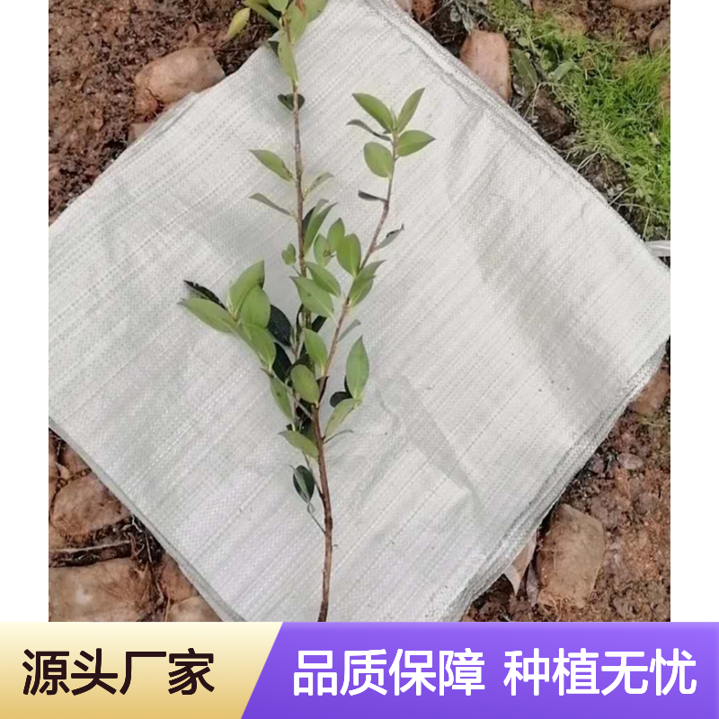 茶子芽苗 高产嫁接品种 果大皮薄 适应性强 寿命悠长