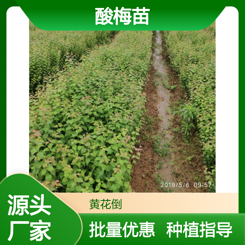 酸梅种植专家 精选酸梅苗出售 品质优良 生长旺盛