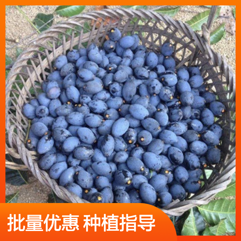 精选黑橄榄树苗 嫁接培育 成活率高 管理简便 品种优良