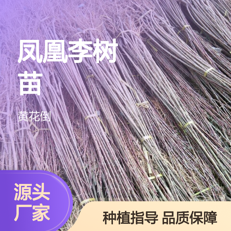 凤凰李树苗 嫁接果树苗 园林观赏 种植简单 适应性强