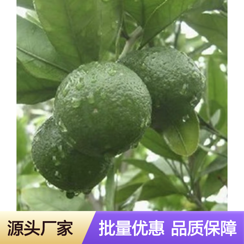 药用枳壳苗 园林种植优选品种 生长健壮 易于养护