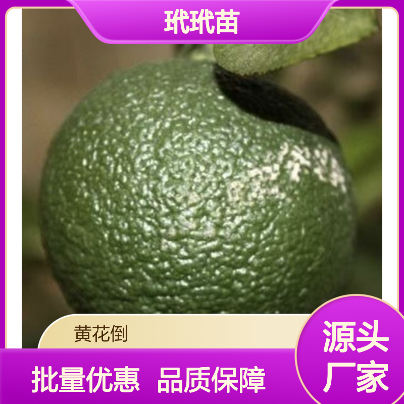 园林优选玳玳苗 批发供应 枝叶茂密 果香浓郁 管理简单