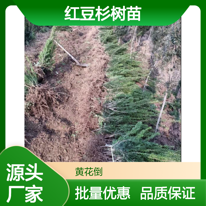 红豆杉树苗 珍稀保护植物 批发供应 生长旺盛 移栽成活高