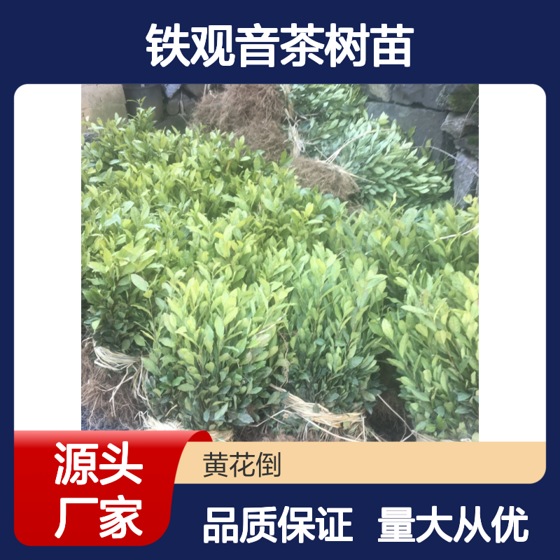 铁观音茶树苗 基地直供 优质种植 园林绿化 主产区特