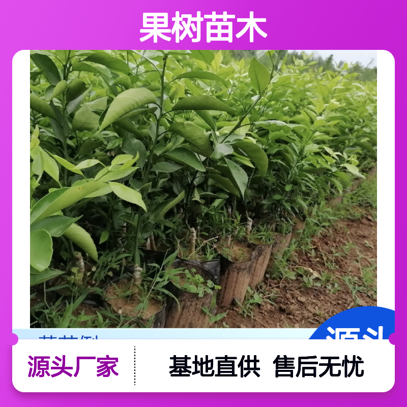 红美人苗 果树苗木 基地直供 柔软香甜 品质保证