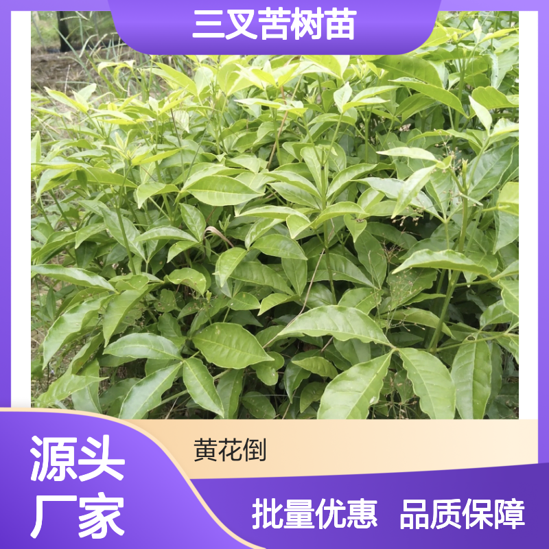三叉苦树苗 南方特有植物 生长旺盛 适应性强 经济价值高