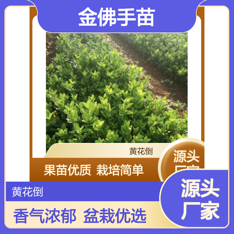 金佛手种植园 优质金佛手苗 基地直供 香气浓郁