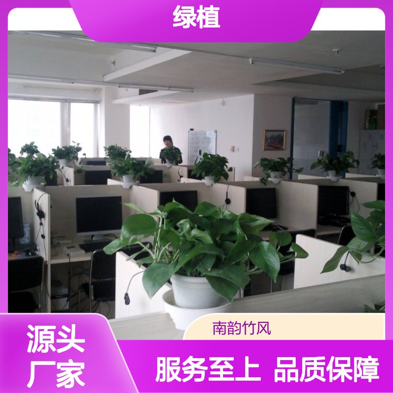 南韵竹风绿植租赁 成活率高服务优 品种多样 货源充足