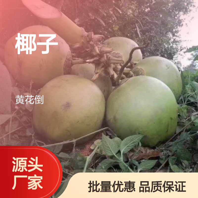 泰国金椰子 园林植物果树苗木 绿色环保 可再生资