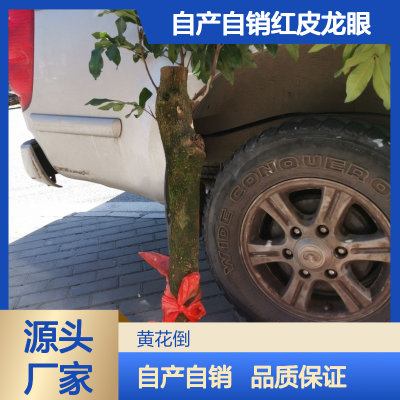 自产自销红皮龙眼直生苗 基地直发包教种植管理技术 品质纯正可票