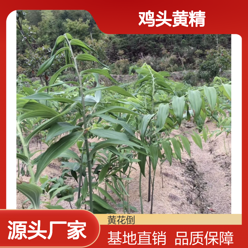 鸡头黄精种苗 基地直供 种植方便 补气养阴 品质优良