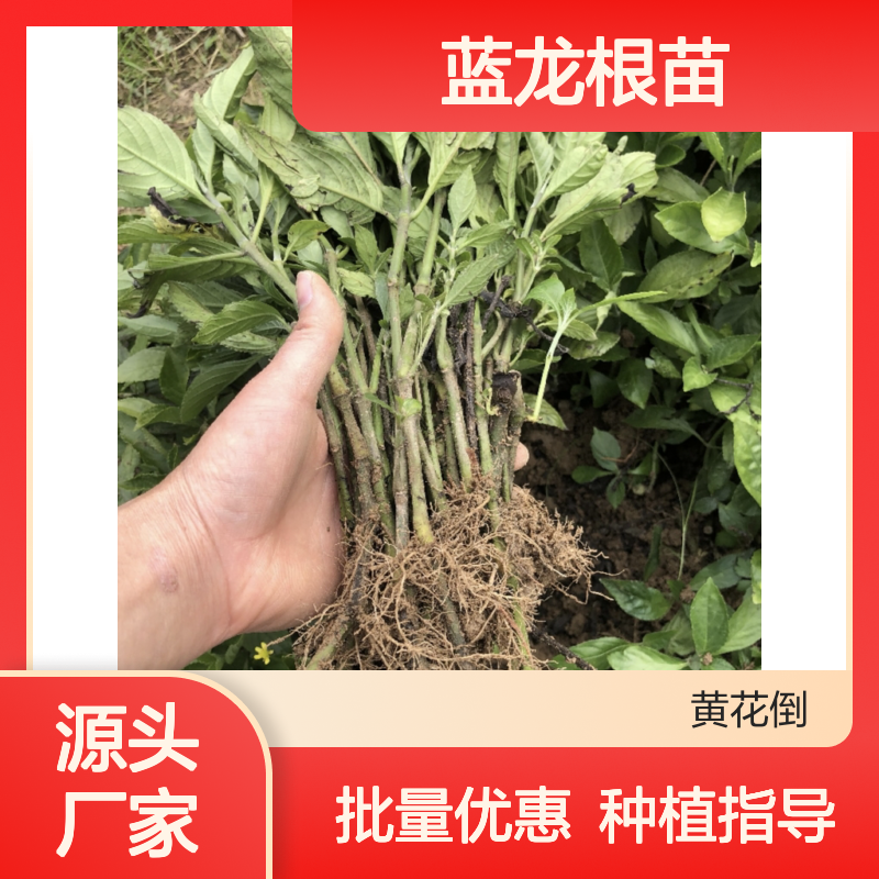 蓝龙根苗百亩基地 直供常绿灌木 品质优良 易于管理
