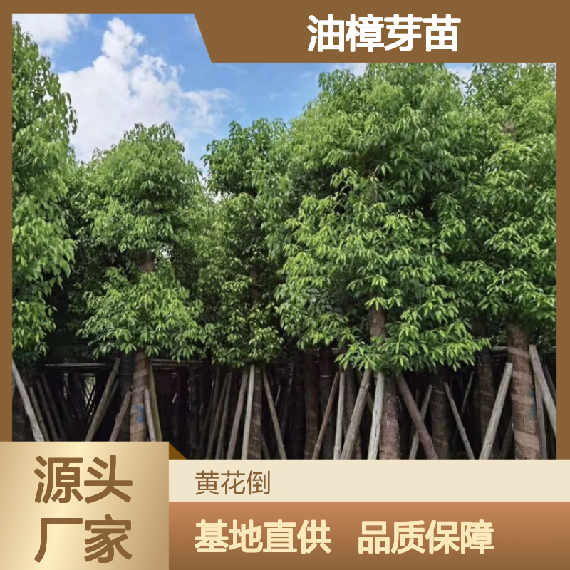 苗木合作社自营基地供应油樟芽苗 多年生根系发达 成活高规格齐全