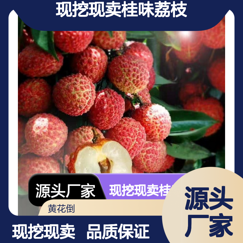 现挖现卖桂味荔枝实生树苗 种植成本低可控 荒山农田均可种植