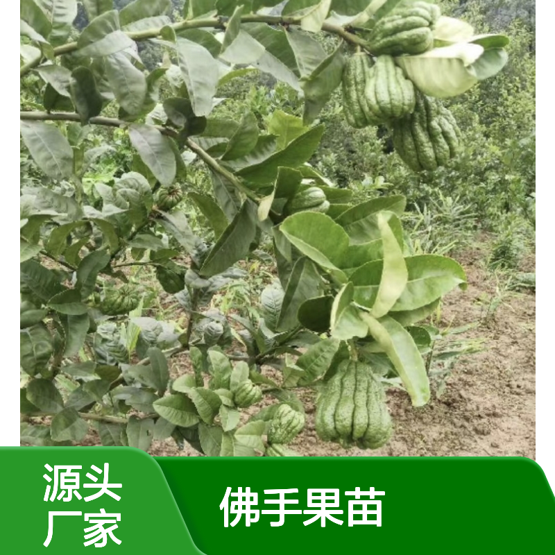 佛手果苗 扦插嫁接培育 适合庭院果园 耐寒耐旱