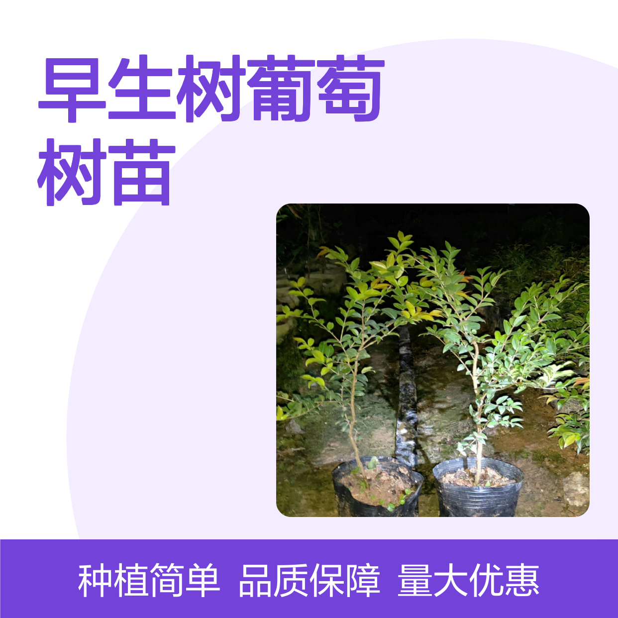 早生树葡萄树苗 百亩基地直供 多次结果 恋湿潮种