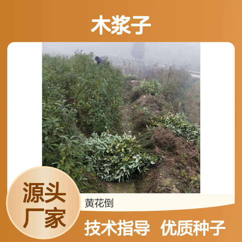 当年采收野木浆子种子 产地批发免费技术指导