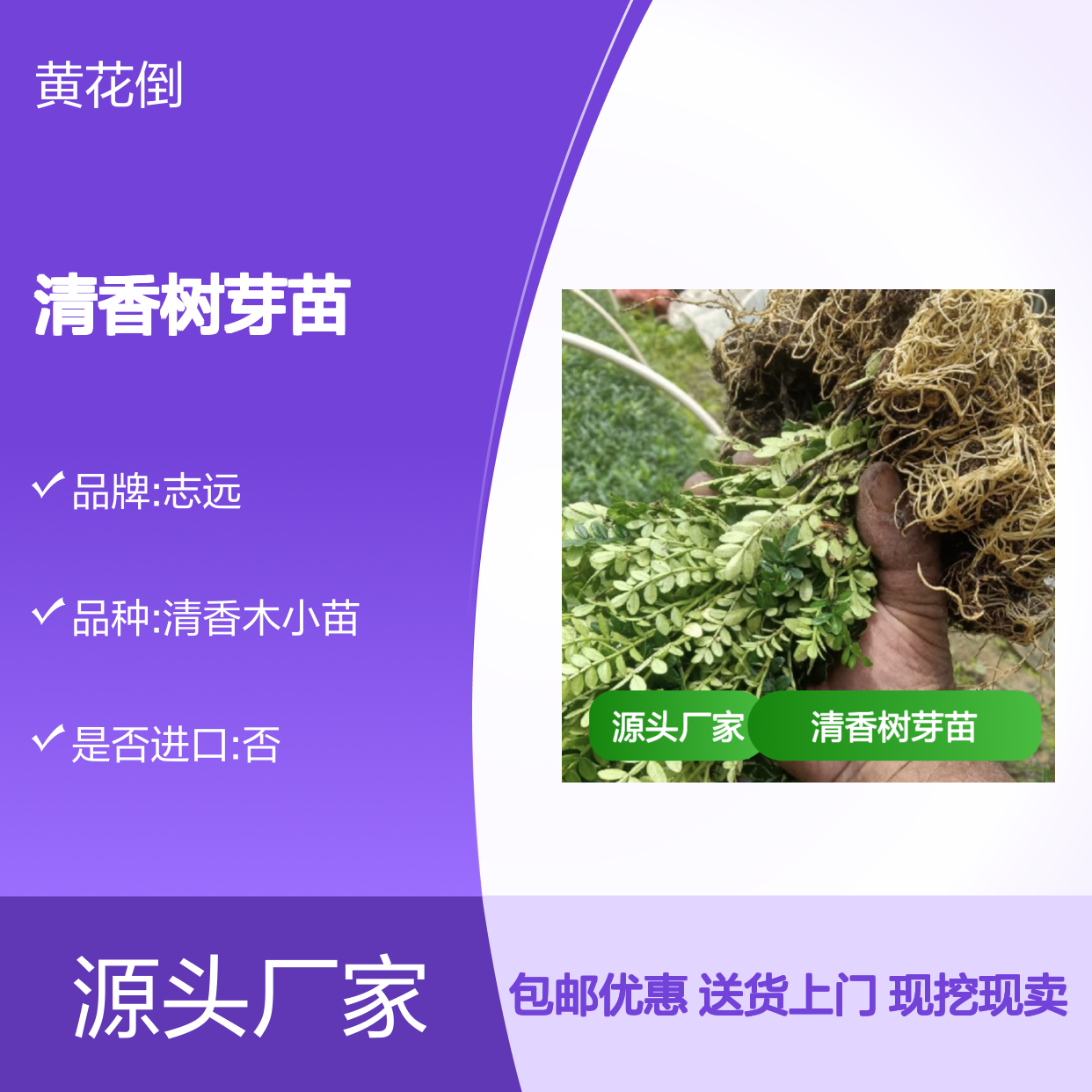 现挖现卖清香树芽苗 送货上门包邮 欢迎来电洽谈经验分享
