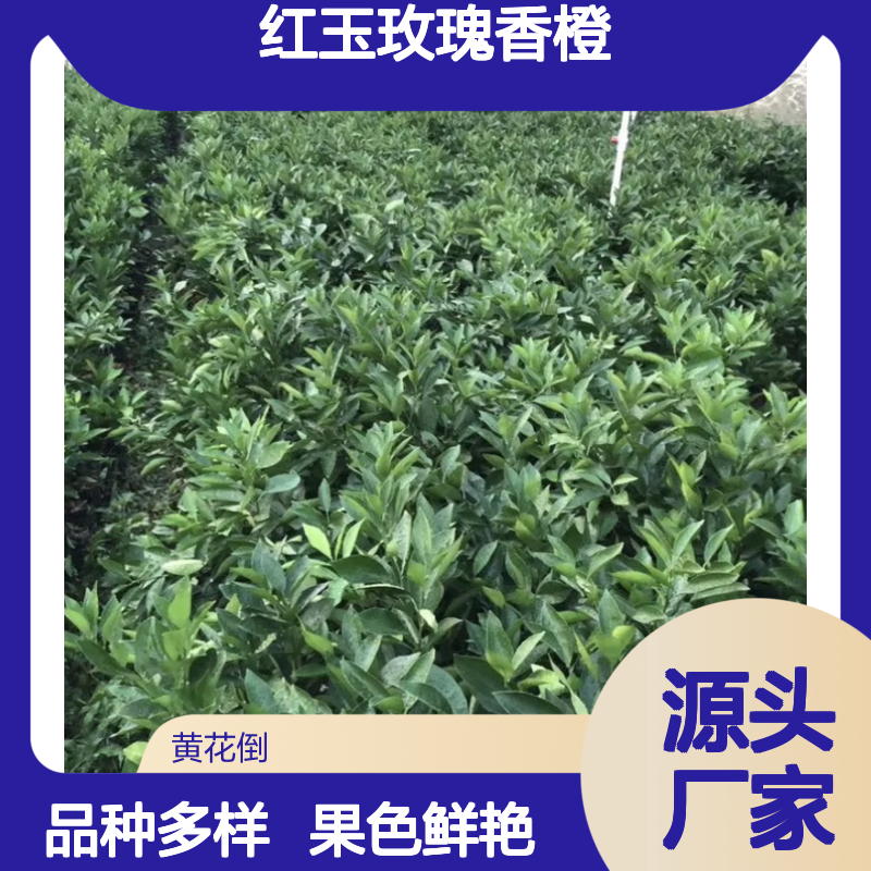 红心橙子苗 塔罗科红玉玫瑰香橙 多种品种 果色鲜艳